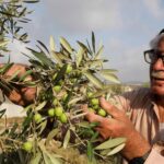 Izraelski rat protiv maslina – brisanje palestinskog identiteta