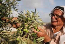 Izraelski rat protiv maslina – brisanje palestinskog identiteta